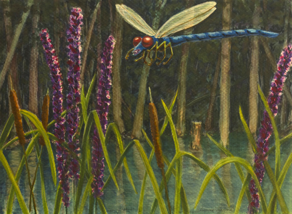 Lake dragonfly